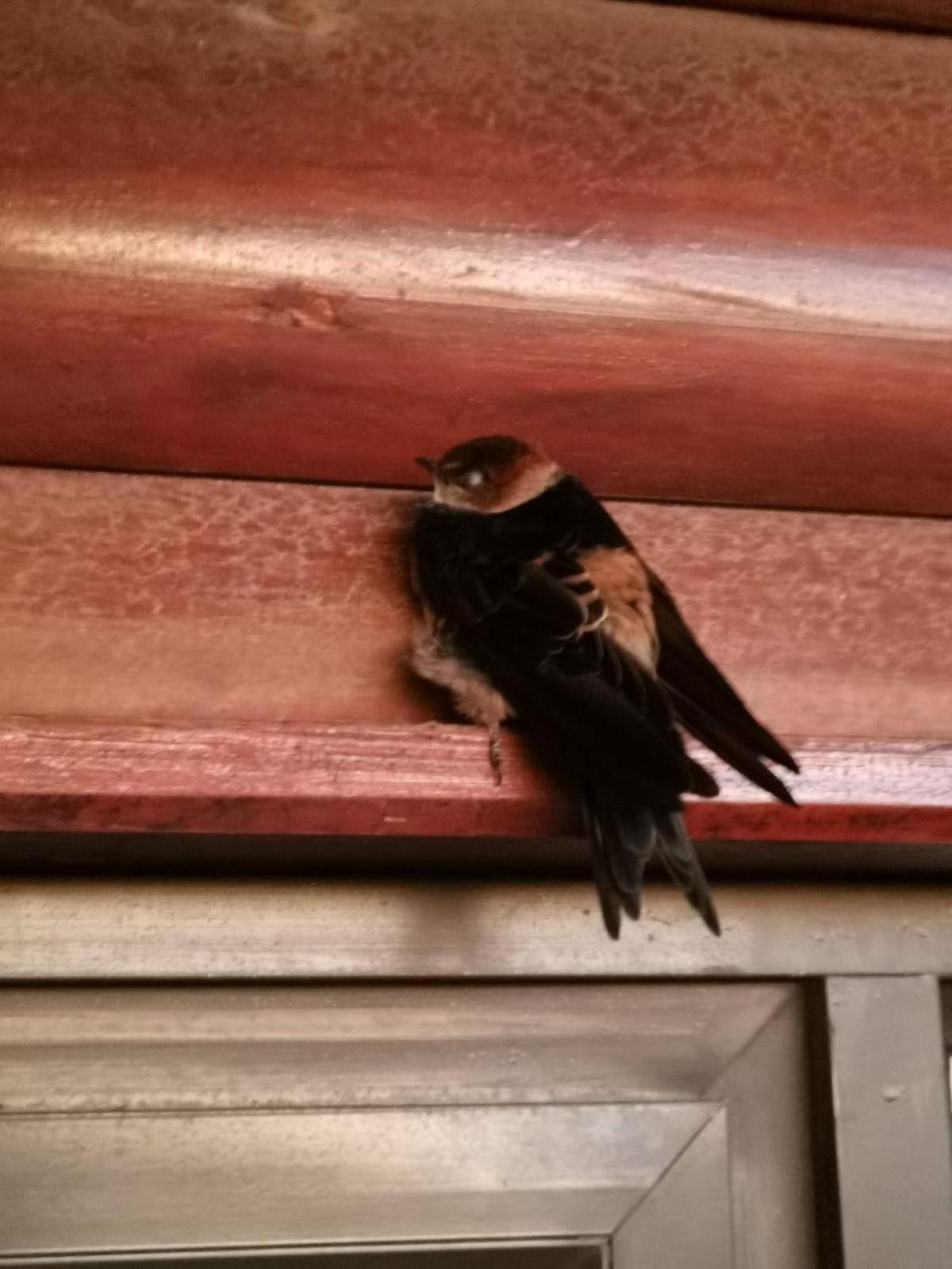 Holiday home Swallows Rest Fisherhaven